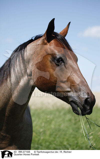 Quarter Horse Portrait / Quarter Horse Portrait / RR-37185