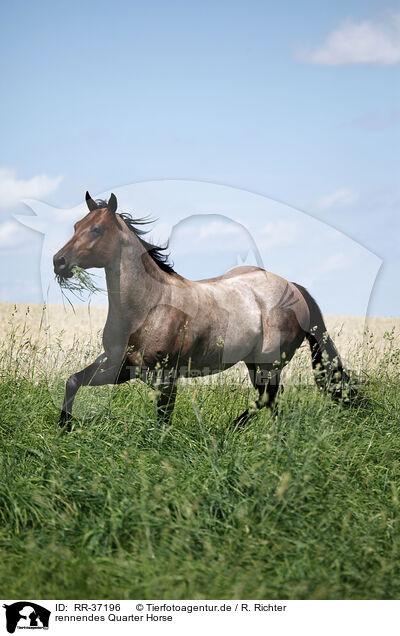 rennendes Quarter Horse / running Quarter Horse / RR-37196