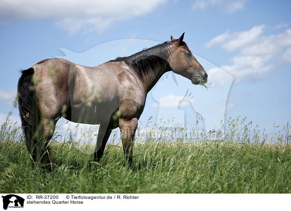 stehendes Quarter Horse / standing Quarter Horse / RR-37200