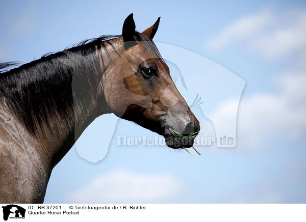 Quarter Horse Portrait / Quarter Horse Portrait / RR-37201