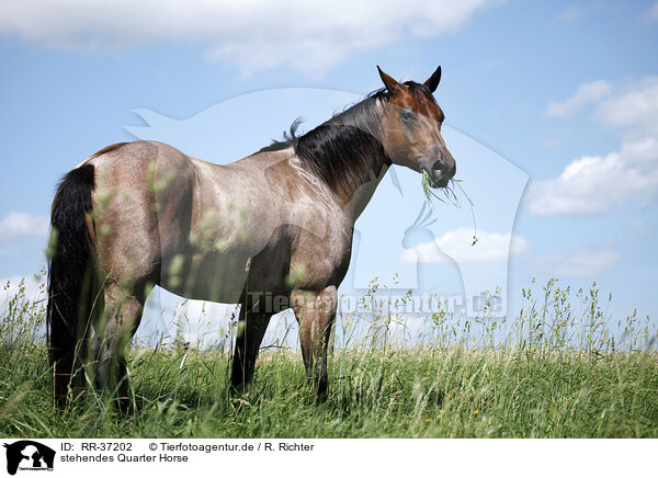 stehendes Quarter Horse / standing Quarter Horse / RR-37202