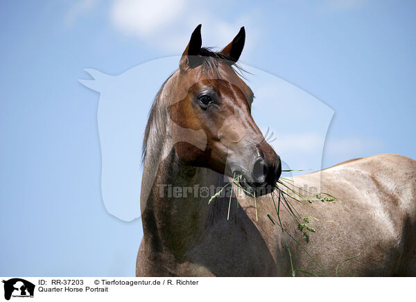 Quarter Horse Portrait / Quarter Horse Portrait / RR-37203