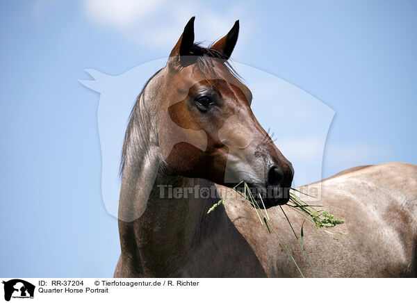 Quarter Horse Portrait / Quarter Horse Portrait / RR-37204