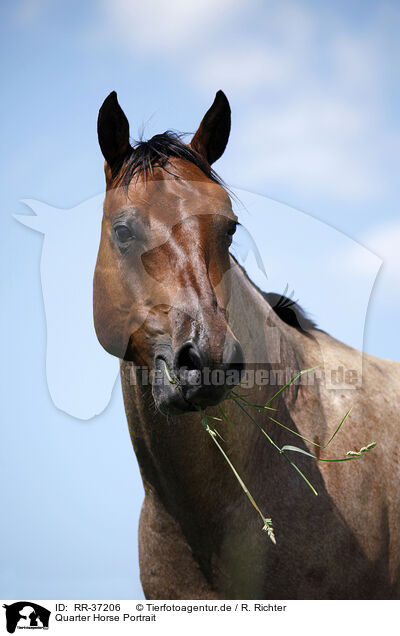 Quarter Horse Portrait / Quarter Horse Portrait / RR-37206