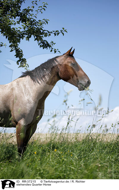 stehendes Quarter Horse / standing Quarter Horse / RR-37215