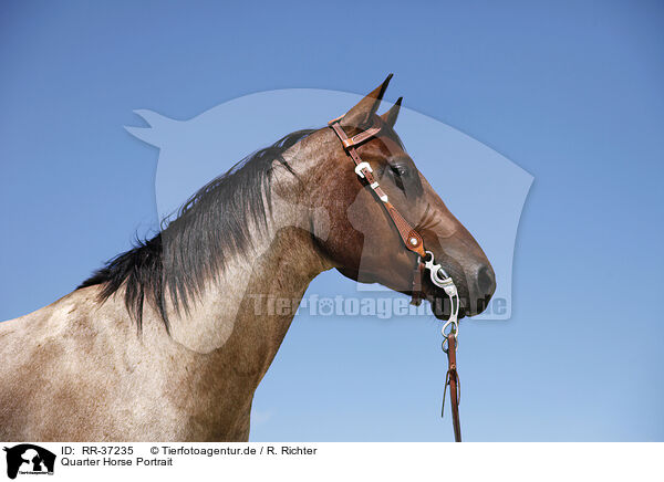 Quarter Horse Portrait / RR-37235