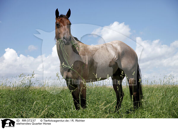 stehendes Quarter Horse / standing Quarter Horse / RR-37237