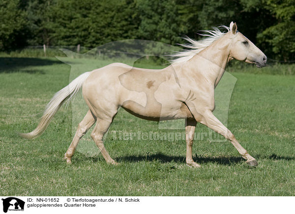 galoppierendes Quarter Horse / galloping Quarter Horse / NN-01652