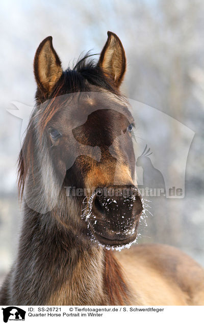 Quarter Horse Portrait im Winter / SS-26721