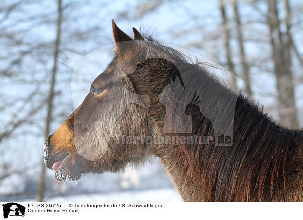 Quarter Horse Portrait / Quarter Horse Portrait / SS-26725