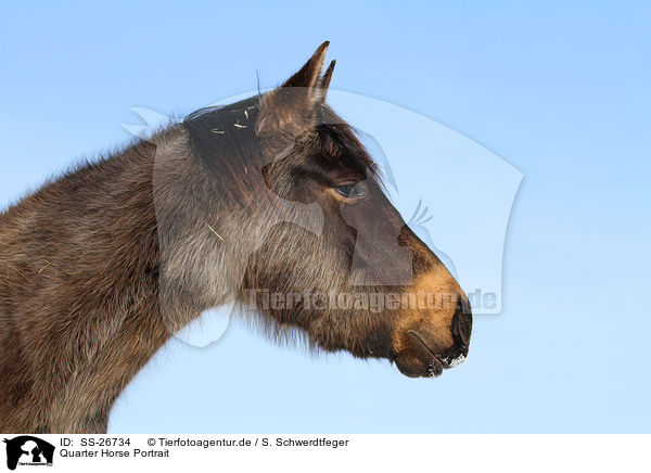 Quarter Horse Portrait / Quarter Horse Portrait / SS-26734