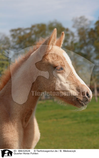 Quarter Horse Fohlen / Quarter Horse foal / BM-02628