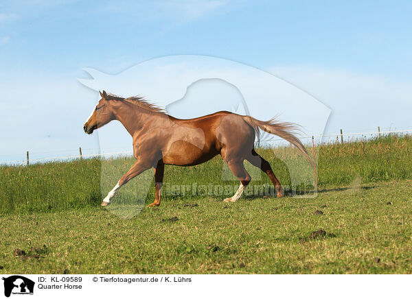 Quarter Horse / Quarter Horse / KL-09589