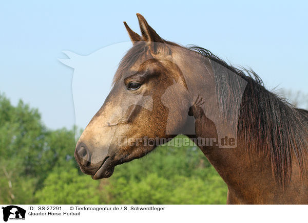 Quarter Horse Portrait / SS-27291