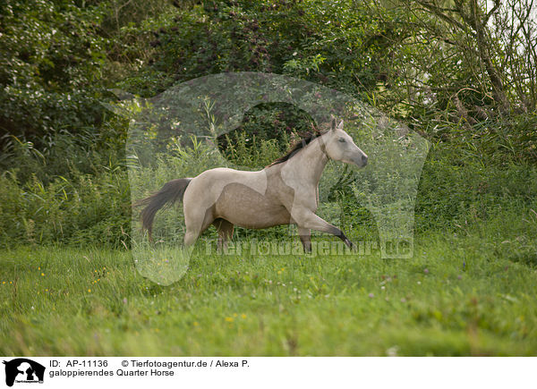 galoppierendes Quarter Horse / galloping Quarter Horse / AP-11136