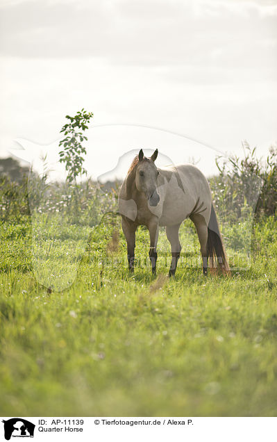 Quarter Horse / Quarter Horse / AP-11139