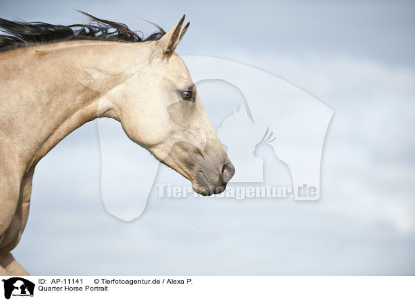 Quarter Horse Portrait / Quarter Horse Portrait / AP-11141