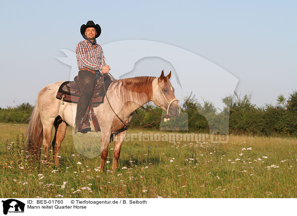 Mann reitet Quarter Horse / man rides Quarter Horse / BES-01760