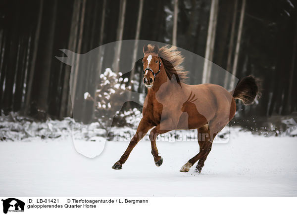 galoppierendes Quarter Horse / galloping Quarter Horse / LB-01421