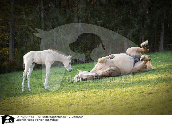 Quarter Horse Fohlen mit Mutter / Quarter Horse foal with mother / VJ-01463