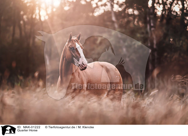 Quarter Horse / Quarter Horse / MAK-01222