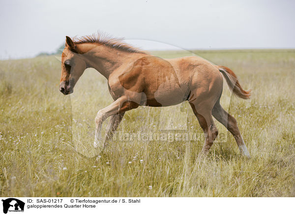 galoppierendes Quarter Horse / galloping Quarter Horse / SAS-01217