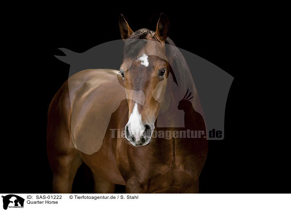 Quarter Horse / Quarter Horse / SAS-01222