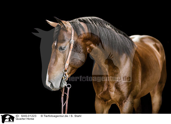 Quarter Horse / Quarter Horse / SAS-01223