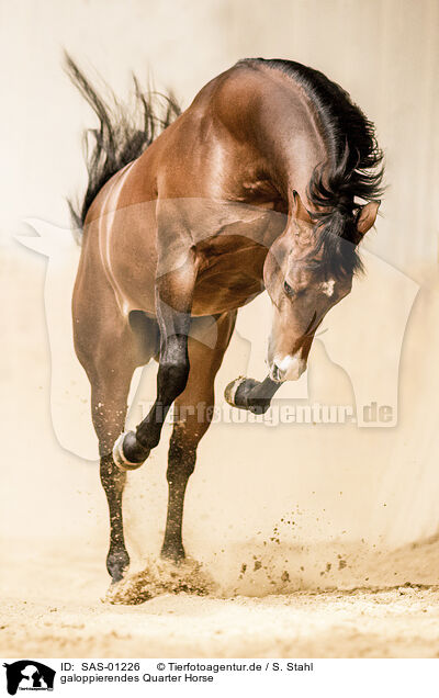 galoppierendes Quarter Horse / SAS-01226