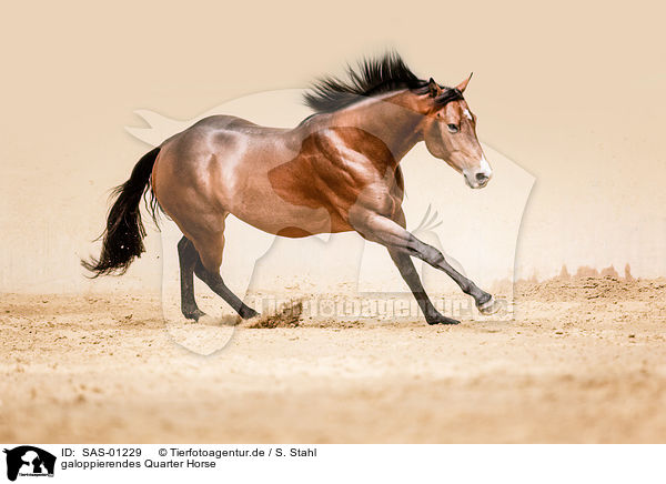 galoppierendes Quarter Horse / galloping Quarter Horse / SAS-01229