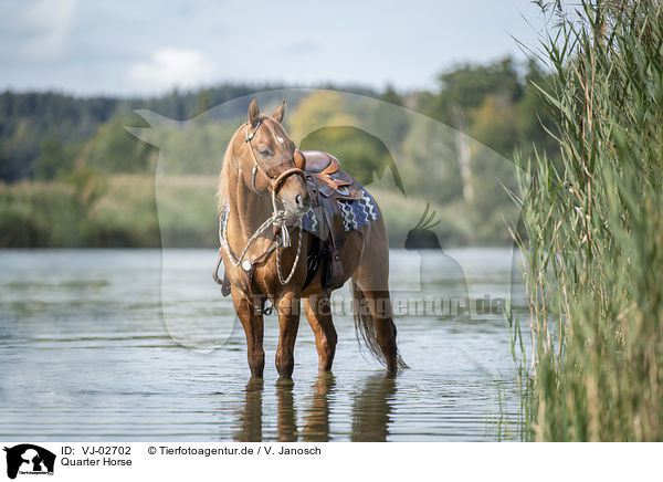 Quarter Horse / Quarter Horse / VJ-02702