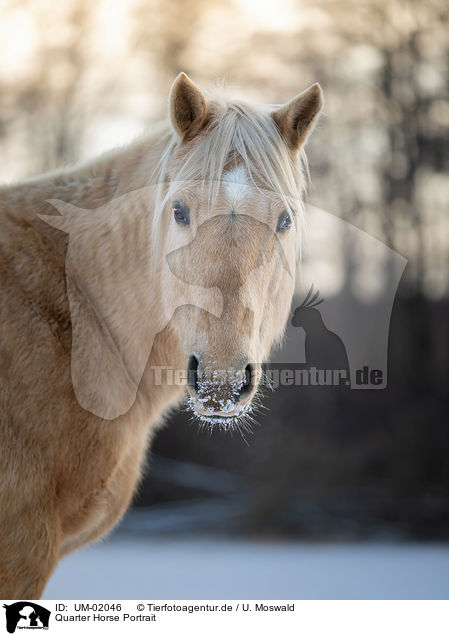 Quarter Horse Portrait / Quarter Horse Portrait / UM-02046