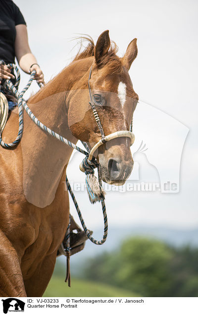 Quarter Horse Portrait / Quarter Horse Portrait / VJ-03233