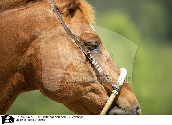 Quarter Horse Portrait / Quarter Horse Portrait / VJ-03252