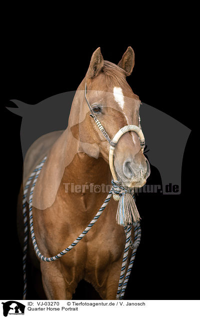 Quarter Horse Portrait / Quarter Horse Portrait / VJ-03270