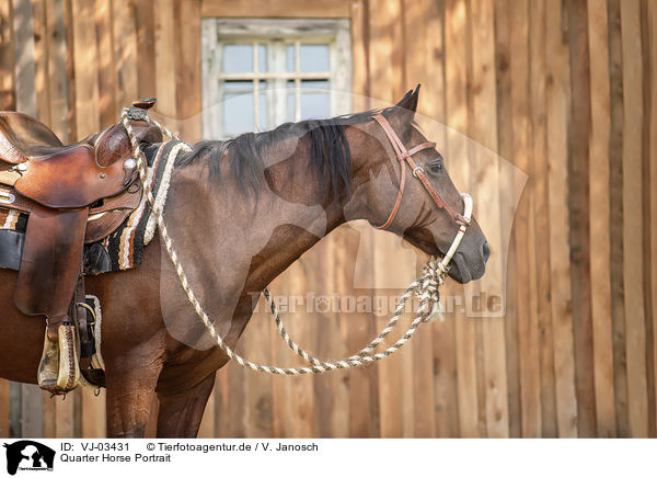 Quarter Horse Portrait / Quarter Horse Portrait / VJ-03431