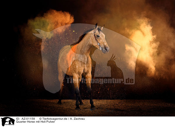 Quarter Horse mit Holi Pulver / Quarter Horse with holi powder / AZ-01158