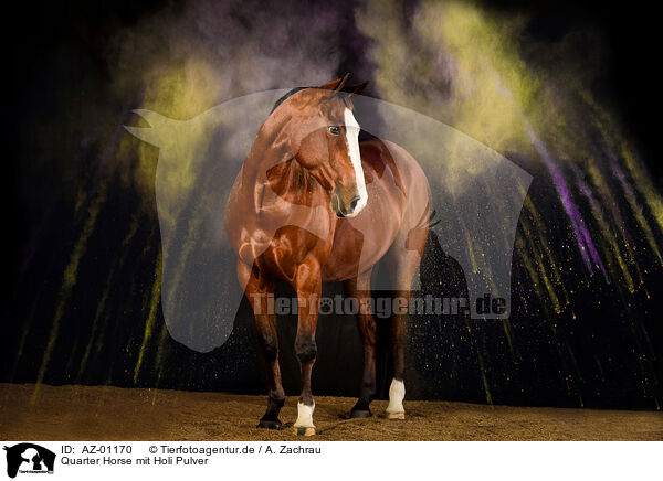 Quarter Horse mit Holi Pulver / AZ-01170