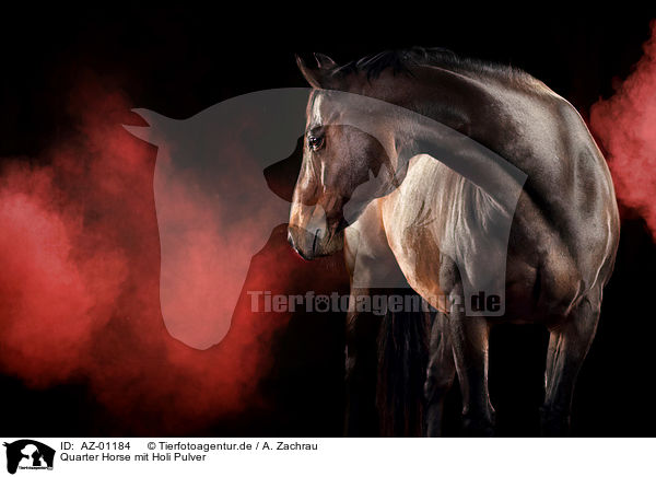 Quarter Horse mit Holi Pulver / AZ-01184