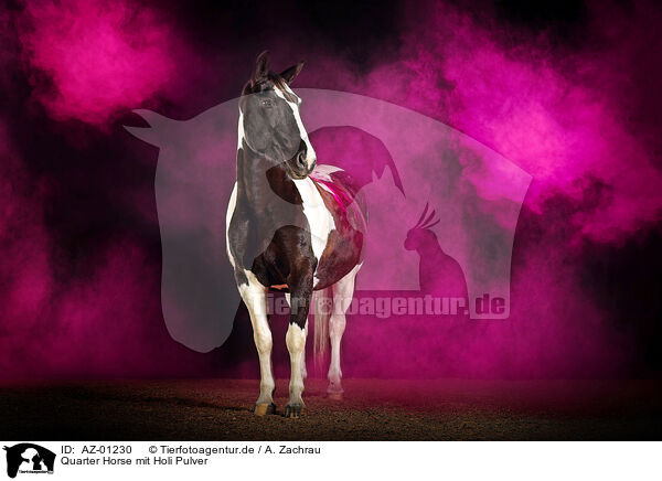 Quarter Horse mit Holi Pulver / AZ-01230