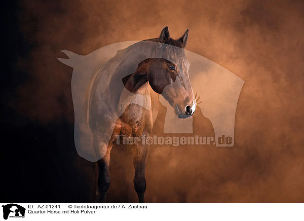 Quarter Horse mit Holi Pulver / AZ-01241