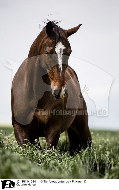 Quarter Horse / Quarter Horse / PK-01240
