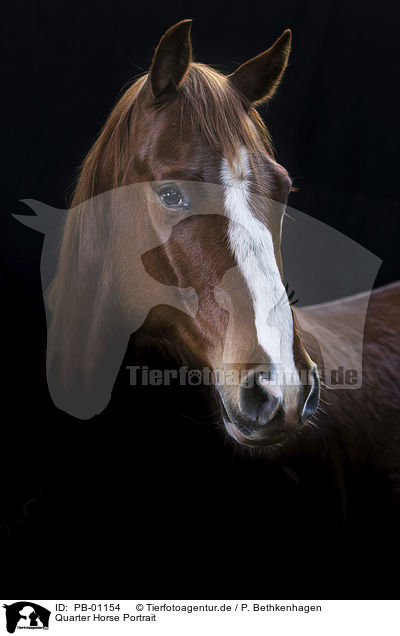 Quarter Horse Portrait / Quarter Horse Portrait / PB-01154
