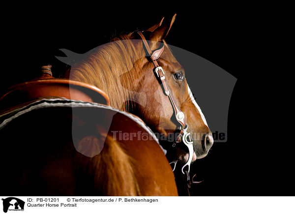 Quarter Horse Portrait / PB-01201