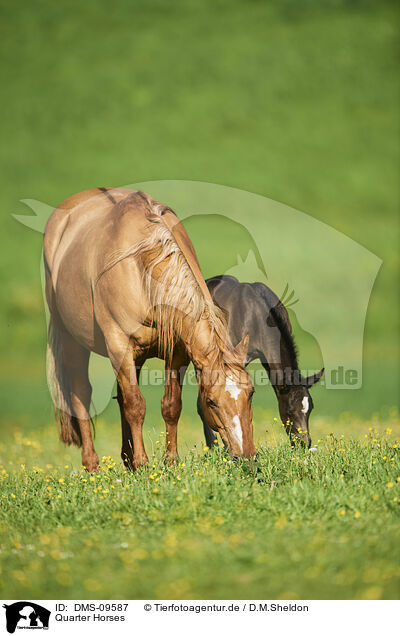 Quarter Horses / Quarter Horses / DMS-09587