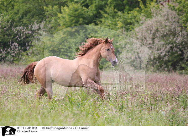 Quarter Horse / Quarter Horse / HL-01934