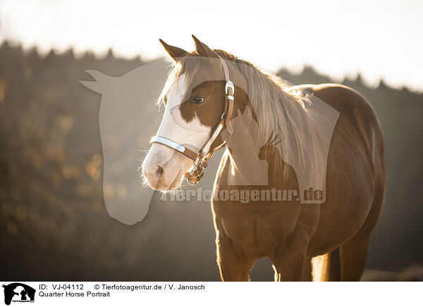 Quarter Horse Portrait / Quarter Horse Portrait / VJ-04112
