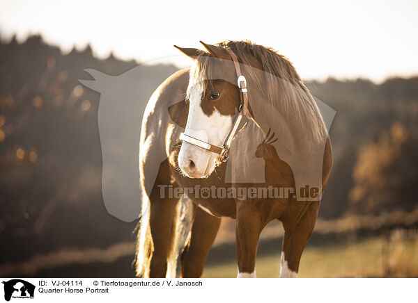Quarter Horse Portrait / Quarter Horse Portrait / VJ-04114