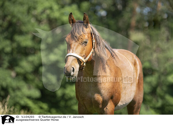 ausgewachsenes Quarter Horse / VJ-04293
