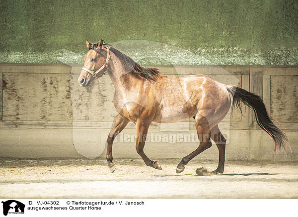 ausgewachsenes Quarter Horse / VJ-04302